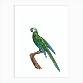 Vintage The Blue Winged Macaw Bird Illustration on Pure White Art Print