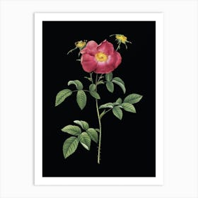 Vintage Stapelia Rose Bloom Botanical Illustration on Solid Black n.0372 Art Print