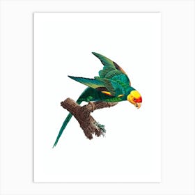 Vintage Yellow Crowned Parakeet Bird Illustration on Pure White Art Print