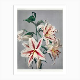 Lily, Hand Colored Collotype From Some Japanese Flowers (1869), Kazumasa Ogawa Art Print