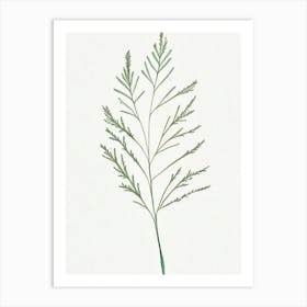 Caraway Leaf Minimalist Watercolour 1 Art Print