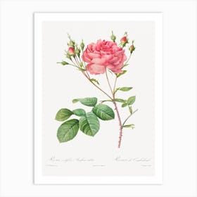 Rosa Centifolia Anglica Rubra, Pierre Joseph Redouté Art Print