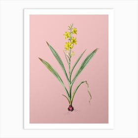 Vintage Wachendorfia Thyrsiflora Botanical on Soft Pink n.0900 Art Print