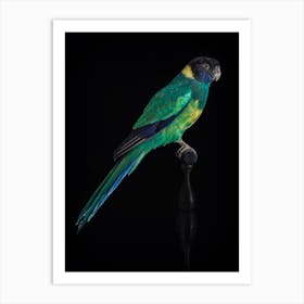 Green Parakeet Art Print