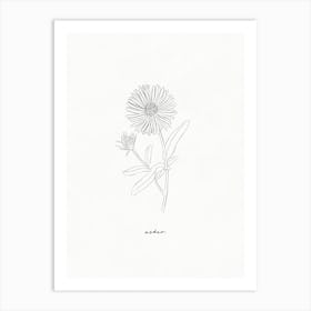 Aster Line Drawing Art Print