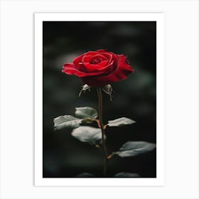 Red Rose 48 Art Print