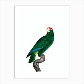 Vintage Cuban Amazon Parrot Bird Illustration on Pure White Art Print