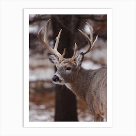 Winter Deer Art Print