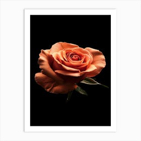 Orange Rose On Black Background 1 Art Print