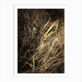 Wild Tall Grass at Night in Richmond Park Art Print