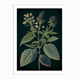 Black Snakeroot Wildflower Vintage Botanical Art Print