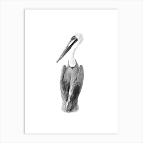 Black and White Pelican Art Print Art Print