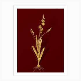 Vintage Ixia Scillaris Botanical in Gold on Red n.0606 Art Print