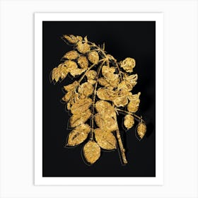 Vintage Robinier Rose Bloom Botanical in Gold on Black n.0441 Art Print