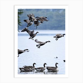 Geese In Flight Art Print