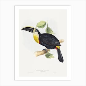 Osculant Toucan Vintage Bird Illustration Art Print