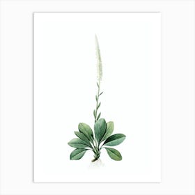 Vintage Blazing Star Botanical Illustration on Pure White n.0136 Art Print