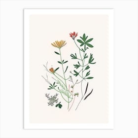 Chickweed Spices And Herbs Minimal Line Drawing 2 Art Print