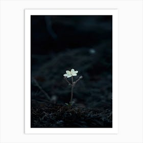 Single Flower In The Dark 69 Art Print