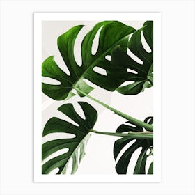 Monstera Leaves Art Print