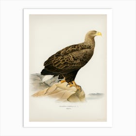 White Tailed Eagle (Haliaeetus Albicilla), The Von Wright Brothers Art Print