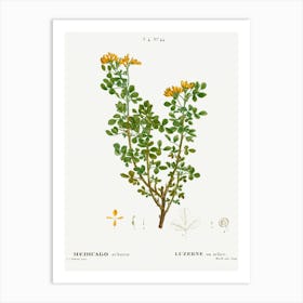 Moon Trefoil, Pierre Joseph Redoute Art Print