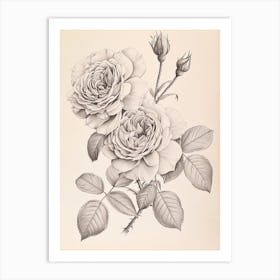 Rose In A Book Drawing 1 Art Print