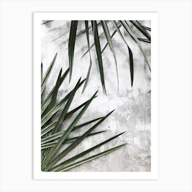 Palm Leaves On A Concrete Wall Art Print