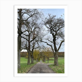 Road Lined With Trees Art Print