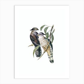 Vintage Crested Hawk Bird Illustration on Pure White n.0232 Art Print