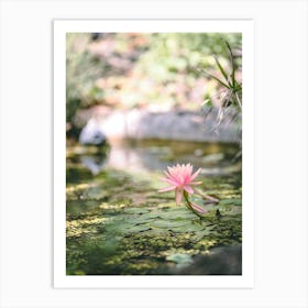 Water Lily In A Pond Art Print