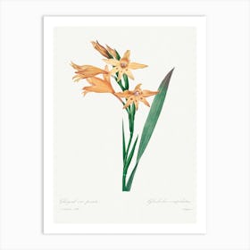 Gladiolus, Pierre Joseph Redouté Art Print