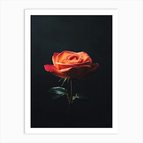 Single Rose On Black Background 51 Art Print