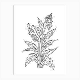 Comfrey Herb William Morris Inspired Line Drawing 1 Art Print
