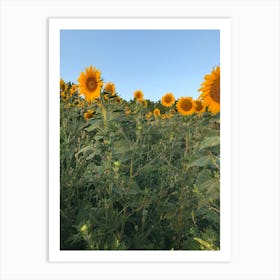 Sunflowers In A Field Art Print