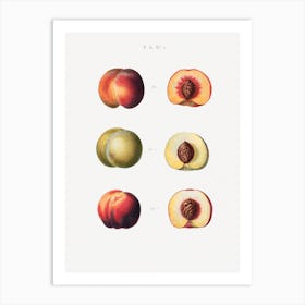 Peaches 1,  Pierre Joesph Redoute Art Print