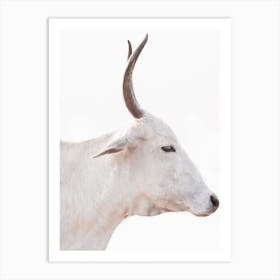 White Cow With Horns Art Print