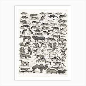 Mammalia, Oliver Goldsmith     Art Print