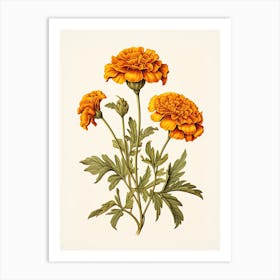 Marigolds Flower Vintage Botanical 1 Art Print