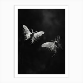 Moths In Flight 1 Art Print