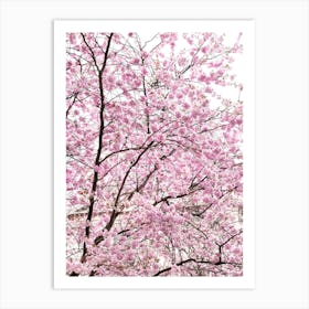 Cherry Blossom Sky Art Print