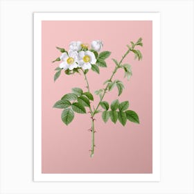 Vintage White Flowered Rose Botanical on Soft Pink n.0628 Art Print