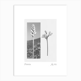 Freesia Botanical Collage 2 Art Print