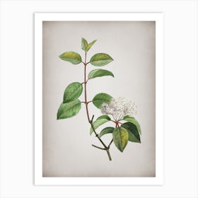 Vintage Black Haw Botanical on Parchment n.0972 Art Print