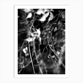 Branch BW 1 Art Print