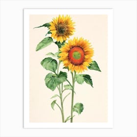 Sunflower 1 Vintage Flowers Flower Art Print