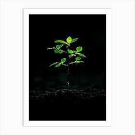 Young Tree On The Ground Art Print