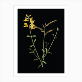 Vintage Spanish Broom Botanical Illustration on Solid Black Art Print