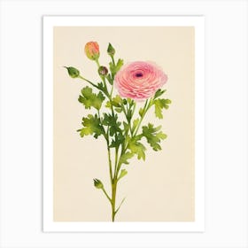 Ranunculus 1 Vintage Flowers Flower Art Print