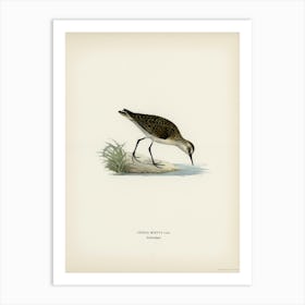 Little Stint, The Von Wright Brothers Art Print